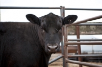 Picture of black Aberdeen Angus