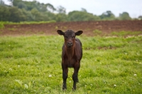 Picture of black Aberdeen Angus