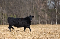 Picture of black Aberdeen Angus