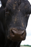 Picture of black Aberdeen Angus