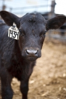 Picture of black Aberdeen Angus