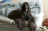 Picture of black Afghan Hound at home