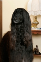 Picture of black Afghan Hound at home