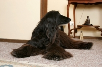 Picture of black Afghan Hound lying on floor