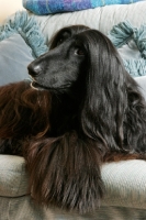 Picture of black Afghan Hound on couch