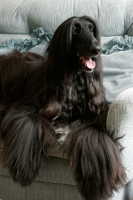 Picture of black Afghan Hound on couch