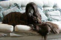 Picture of black Afghan Hound on sofa