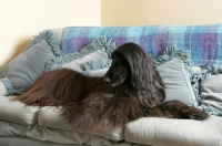 Picture of black Afghan Hound on sofa