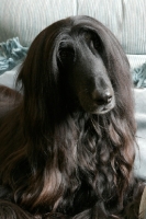 Picture of black Afghan Hound portrait