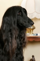Picture of black Afghan Hound portrait