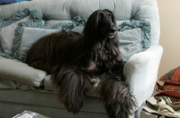 Picture of black Afghan Hound resting on couch