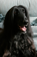 Picture of black Afghan Hound smiling