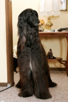 Picture of black Afghan Hound standing in a home