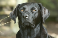 Picture of black alert Labrador retriever