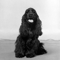 Picture of black american cocker spaniel