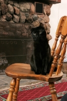 Picture of black American Curl at home