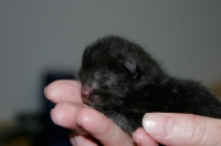 Picture of black American Curl kitten with eyes still closed