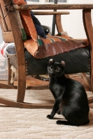 Picture of black American Curl near chair