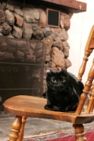 Picture of black American Curl on chair