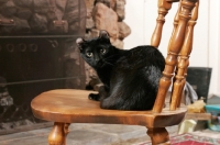 Picture of black American Curl on chair