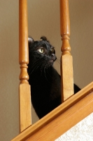 Picture of black American Curl on stairs