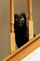 Picture of black American Curl on stairs