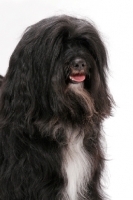 Picture of Black & White & Tan Tibetan Terrier, portrait