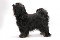 Picture of Black & White & Tan Tibetan Terrier, posed