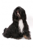 Picture of Black & White & Tan Tibetan Terrier in studio