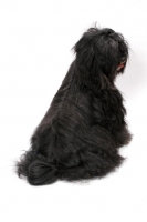 Picture of Black & White & Tan Tibetan Terrier, back view