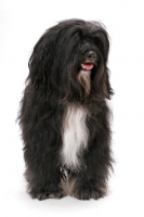 Picture of Black & White & Tan Tibetan Terrier