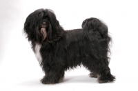 Picture of Black & White & Tan Tibetan Terrier on white background