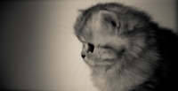 Picture of Black & White image of Scottish Fold kitten.