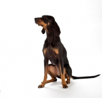 Picture of black an tan Coonhound in studio