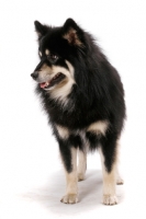 Picture of black and cream Finnish Lapphund on white background