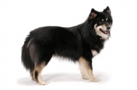 Picture of black and cream Finnish Lapphund on white background