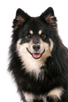Picture of black and cream Finnish Lapphund on white background