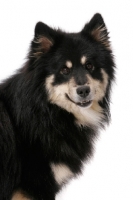 Picture of black and cream Finnish Lapphund on white background, portrait