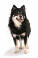 Picture of black and cream Finnish Lapphund standing on white background