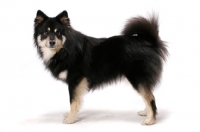 Picture of black and cream Finnish Lapphund, side view on white background