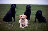 Picture of black and cream Labrador Retrievers