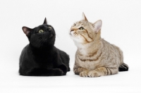 Picture of black and tabby shorthair looking up