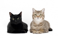 Picture of black and tabby shorthair, lying down