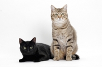Picture of black and tabby shorthair