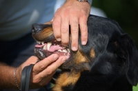 Picture of Black and tan Beauceron showing teeth for judge during an expo