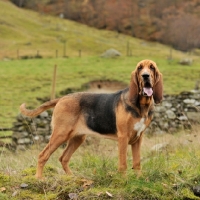 Picture of black and tan bloodhound on a scottish hillside