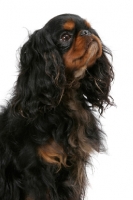 Picture of black and tan Champion King Charles Spaniel