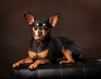 Picture of black and tan Chihuahua on brown background