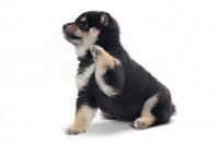 Picture of black and tan coloured Shiba Inu puppy, one leg up