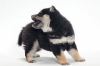 Picture of black and tan coloured Shiba Inu puppy